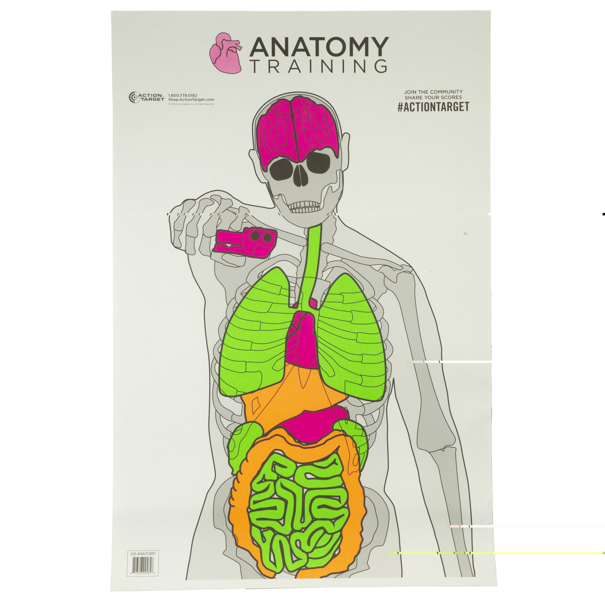 RPVACTGS-ANATOMY-100